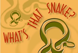 What snake